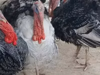Turkeys — photo 2