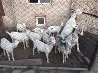 बकरियाँ (लॉट, लिंग निर्दिष्ट नहीं), Saanen goat — फ़ोटो 3