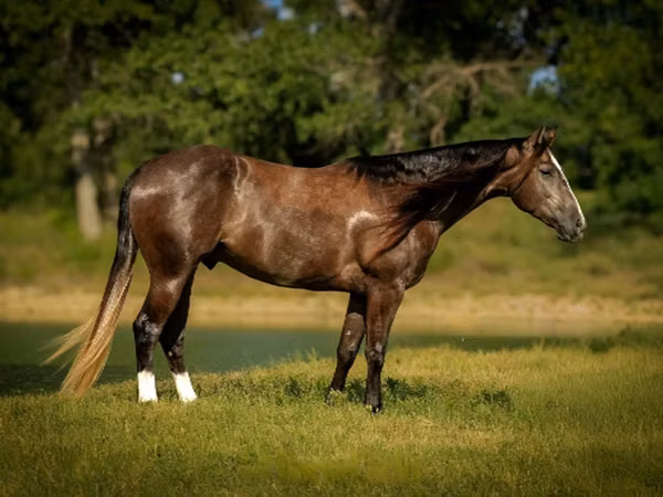 Horse (M), Quarter Horse