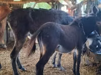 Mare, Horses — photo 2