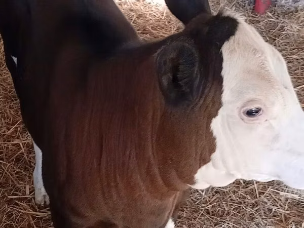 Bovinos (lote, sexo no especificado), Hereford