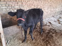 Vaca, Red Estonian cattle — foto 2