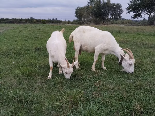 Cabra, Cabras