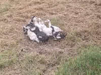 German Pekin — photo 2