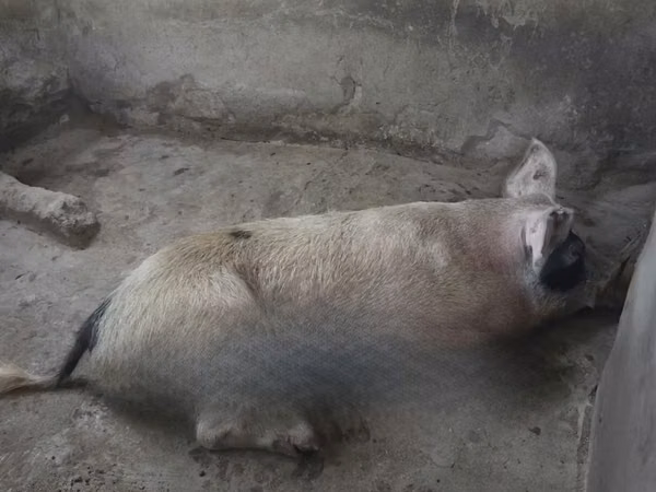 Pigs (batch, sex not specified), Pigs