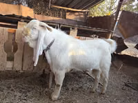 बकरा, Gulabi goats — फ़ोटो 7