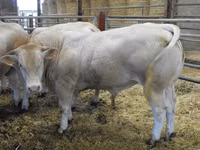 公牛, Blonde d’Aquitane cattle — 照片 3