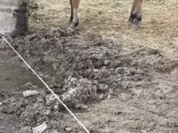 घोड़ी, Fjогd — फ़ोटो 3