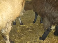 公羊, Qashqai sheep — 照片 4