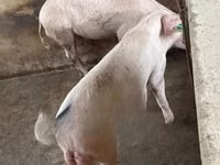 Schweine (Partie, Geschlecht nicht angegeben), Schweine — Foto 1