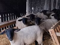 公羊, White Suffolk sheep — 照片 1