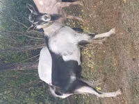 Ziegenbock, Alpine goat — Foto 1