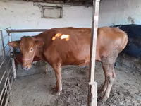母牛, Red Estonian cattle — 照片 1