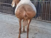 Ram, Saryarka sheep — photo 4