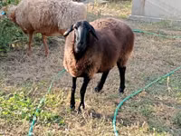 Sheep, Kazakh fat-tailed coarsewool sheep — photo 1