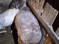 نعجة, Adal sheep — الصورة 3
