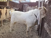 बकरा, Gulabi goats — फ़ोटो 2