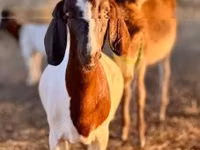Ziege, Boer goat — Foto 5