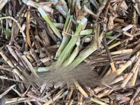 Super Napier Grass (Pakchong 1) — photo 4