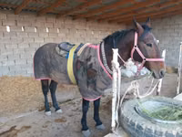 घोड़ा, Karabakh horse — फ़ोटो 3