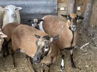 Schaf, Cameroon sheep — Foto 2