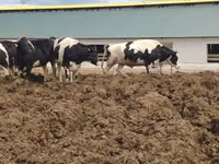 Kuh, Russian Black pied cattle — Foto 1