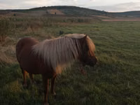 母马, Australian Pony — 照片 1