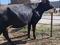 गाय, गोलस्टीन नस्ल — फ़ोटो 2