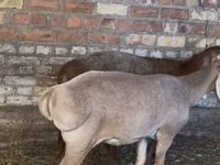 Schaf, Edilbay sheep — Foto 2