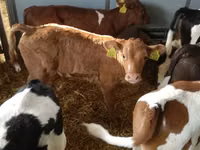Rinder (Partie, Geschlecht nicht angegeben), Simmental cattle — Foto 5
