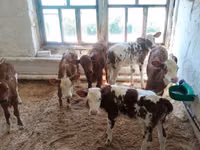 ثور, البقرة الحمراء الدنماركية — الصورة 3