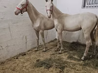 公马, Akhal-Teke — 照片 4