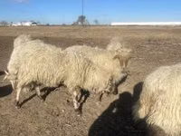 मेढ़ा, Merino sheep — फ़ोटो 4