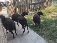 भेड़, Ouessant sheep — फ़ोटो 2