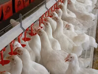 Premixuri pentru păsări şi animale / Премиксы для птиц и животных — photo 3