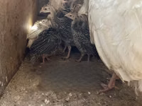 Turkeys — फ़ोटो 5