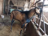 Billy Goat, Goats — photo 1