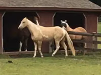 Horse (M), Racking Horse — photo 2