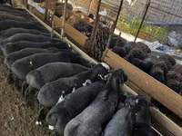 绵羊（批次，未指定性别）, Sheep — 照片 2