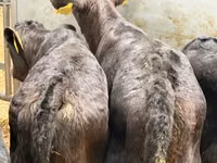 Rinder (Partie, Geschlecht nicht angegeben), Simmental cattle — Foto 7
