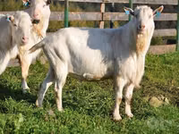 बकरियाँ (लॉट, लिंग निर्दिष्ट नहीं), Saanen goat — फ़ोटो 1