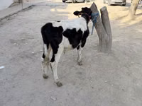 ثور, الماشية — الصورة 2