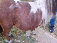 母马, Miniature horse — 照片 4