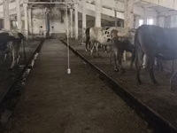 गाय, गोलस्टीन नस्ल — फ़ोटो 7