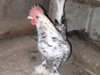 Japanese Bantam — photo 4