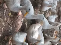 German Pekin — photo 2