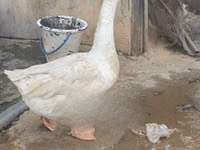 تشاينيز — الصورة 1