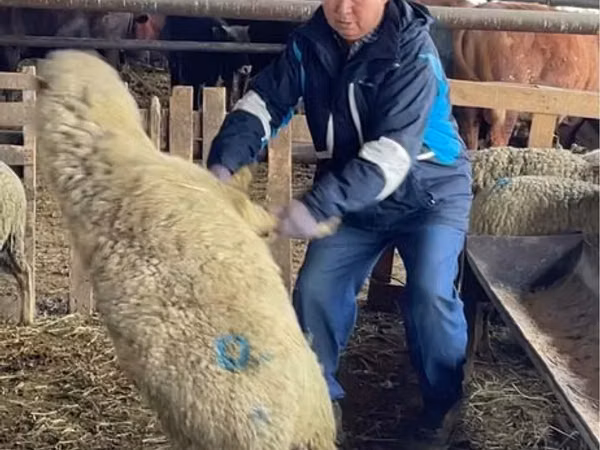 भेड़, Krasnoyarsk sheep