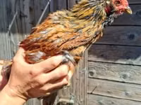 Chickens — फ़ोटो 1