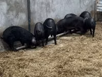 Pigs (batch, sex not specified) — photo 3